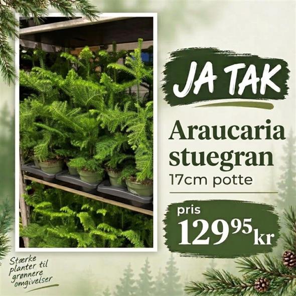 ARAUCARIA STUEGRAN 129,95,-