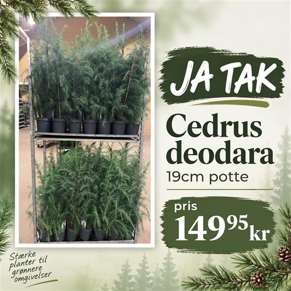 CEDRUS DEODARA 149,95,-