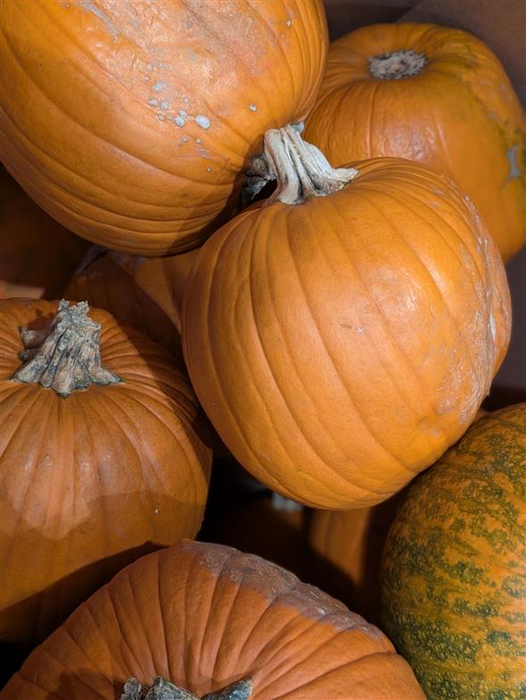 Halloween græskar 25,-