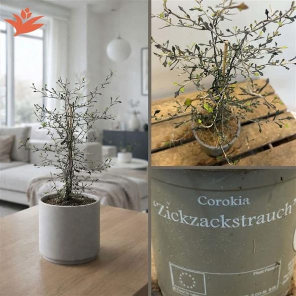 COROKIA COTONEASTER 49,95,-