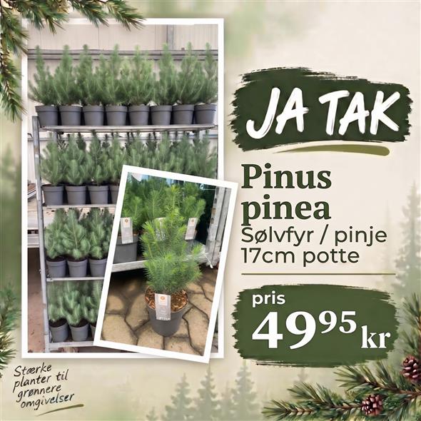 PINUS PINEA 49,95
